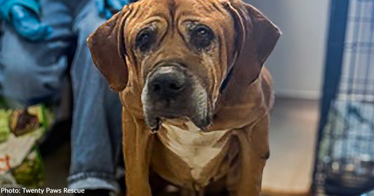 large senior dog with sad eyes looking at camera