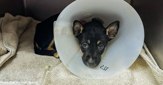 Sick Puppy, Spartacus, Battling Parvo Needs Our Support to Survive