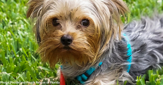 Sick Yorkie Neglected by Breeder Has Long Road to Recovery