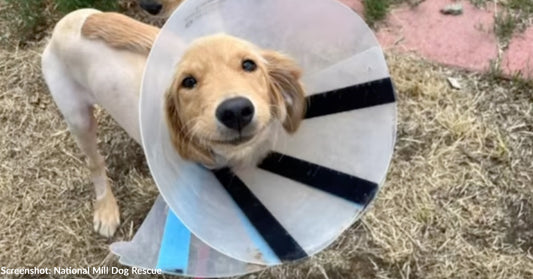 Puppy Unable to Walk After Being Hit by Car is Back on Her Feet, Thanks to You