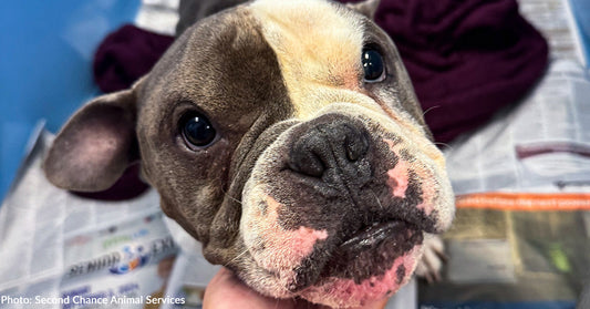 Help Sick Dog Unable to Bear Weight on Hind Leg Get Treatment He Needs
