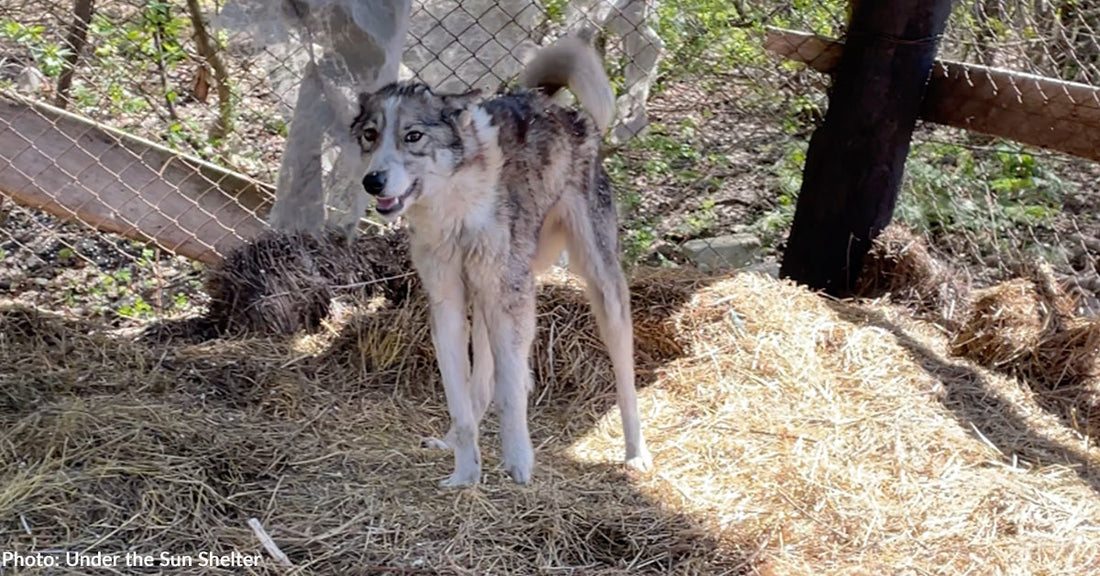 Sick Dog Found in Destroyed Barn in Ukraine Survives, Thanks to Your Support
