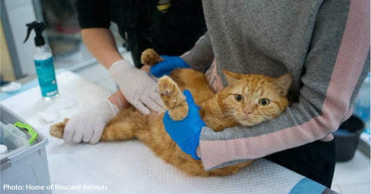 Surrendered Cat With Life-Threatening Urinary Obstruction Undergoes Risky Surgery And Survives