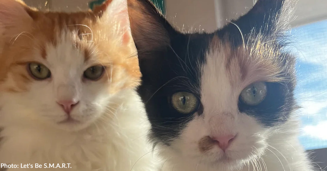 Seriously Injured Cats Make Full Recovery After Dog Attack Thanks To Your Support