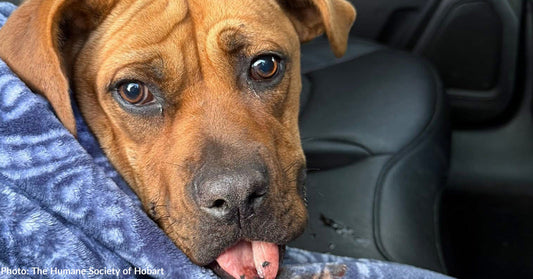 Stray Dog Shot in Face at Close Range Needs Emergency Medical Care