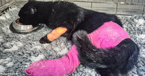 black cat with pink cast on broken hind leg 