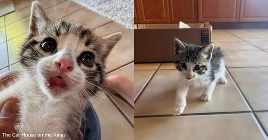 Tiny Kitten Needs Extensive Medical Care Due to Dangerous Lip Injury