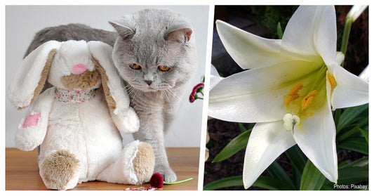 Easter Lilies Are Extremely Poisonous To Cats