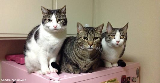 Eensy, Beensy, and Teensy: Three Cats with Little Names and a Big Sense of Adventure