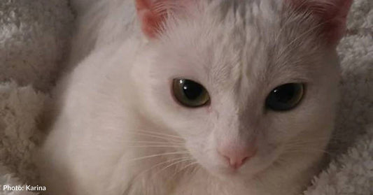 Emaciated Kitten Rescued a Month After Neighbors Began Hearing Meows