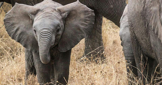 Heartwarming Moment On Video Shows Elephant Mother Giving Baby A Life Lesson