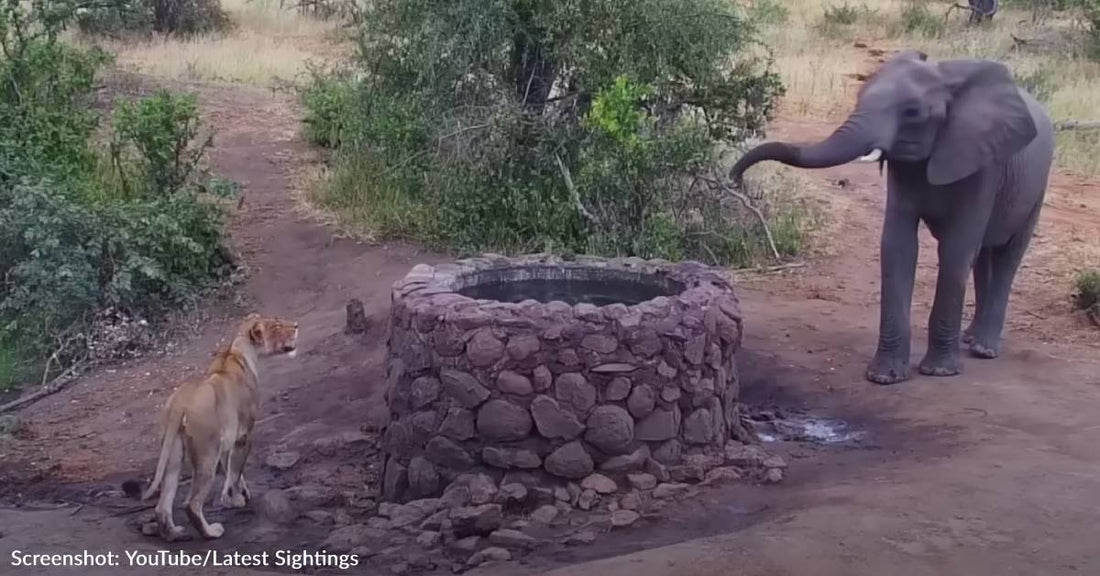 Young Elephant Manages To Scare Off Lioness At Water Well In Viral Video