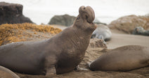 Large male elephant seal on a sandy beach with head raised and mouth open, other seals resting nearby.