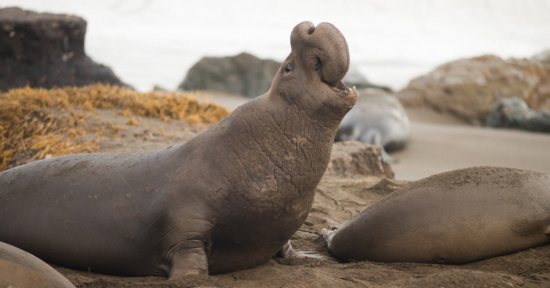 Large male elephant seal on a sandy beach with head raised and mouth open, other seals resting nearby.
