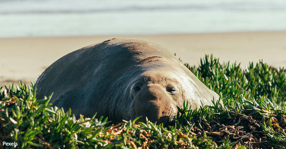 Conservation Success Story Hangs in the Balance as Elephant Seals Face New Threats to Survival