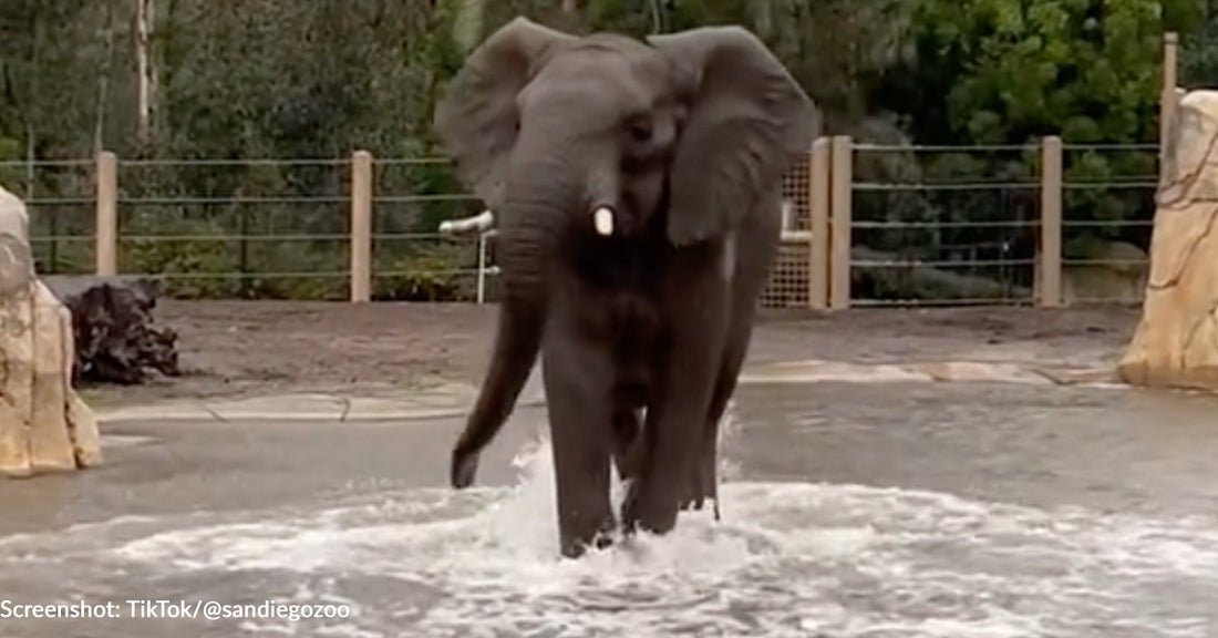 Elephants At San Diego Zoo Have A Blast Playing In Massive Puddles Caused By Torrential Rainfall