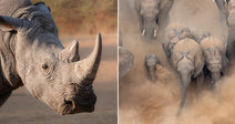 On the left, a white rhinoceros stands in a dry, dusty landscape; on the right, a herd of African elephants, including a calf, stampedes through billowing dust clouds.