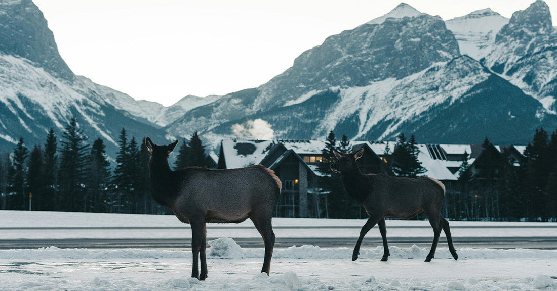 Two elk walk through snow with mountains in the background.