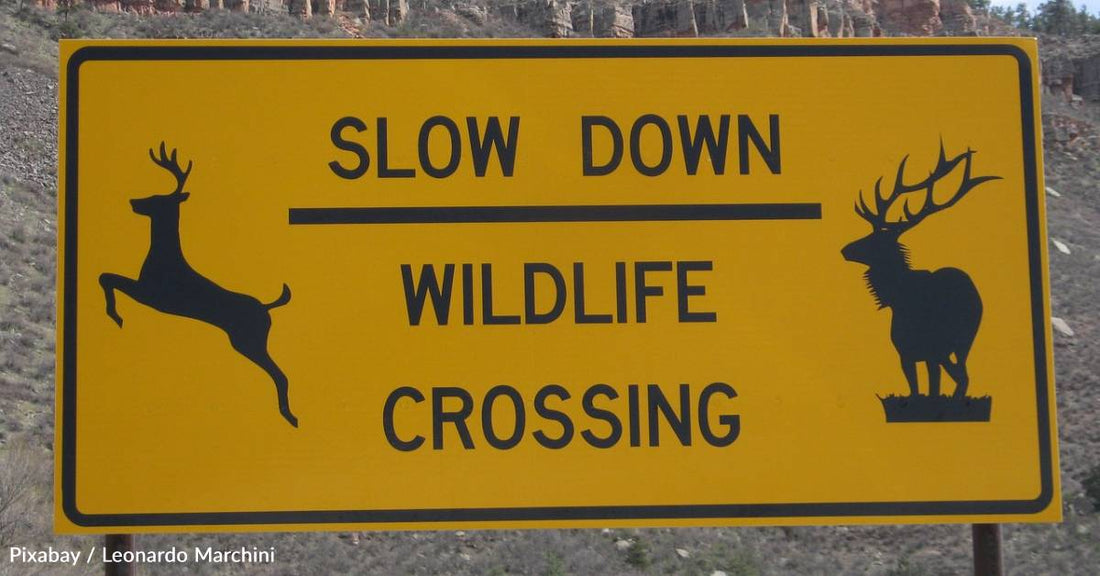 Elk Politely Cross Road at 'Elk Crossing' Sign