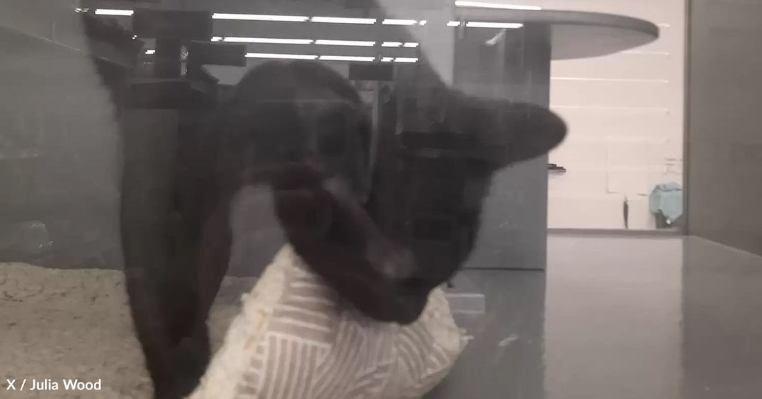 A black cat playfully interacts with a toy inside a glass enclosure.