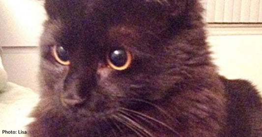 Grieving Woman 'Just Looking' at Adoptable Kitties Can't Say No to a Black Fluff Ball