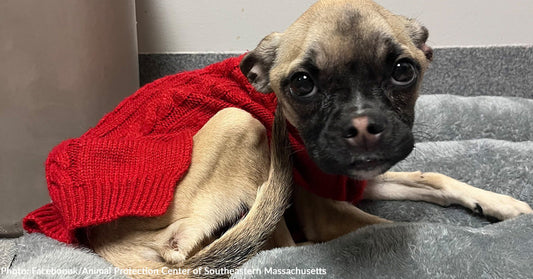 A small dog in a red sweater looks curiously at the camera.