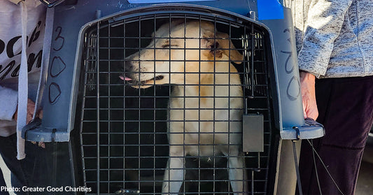 Over 100 Shelter Cats & Dogs Rescued from Areas Devastated by Helene Arrive in Wisconsin