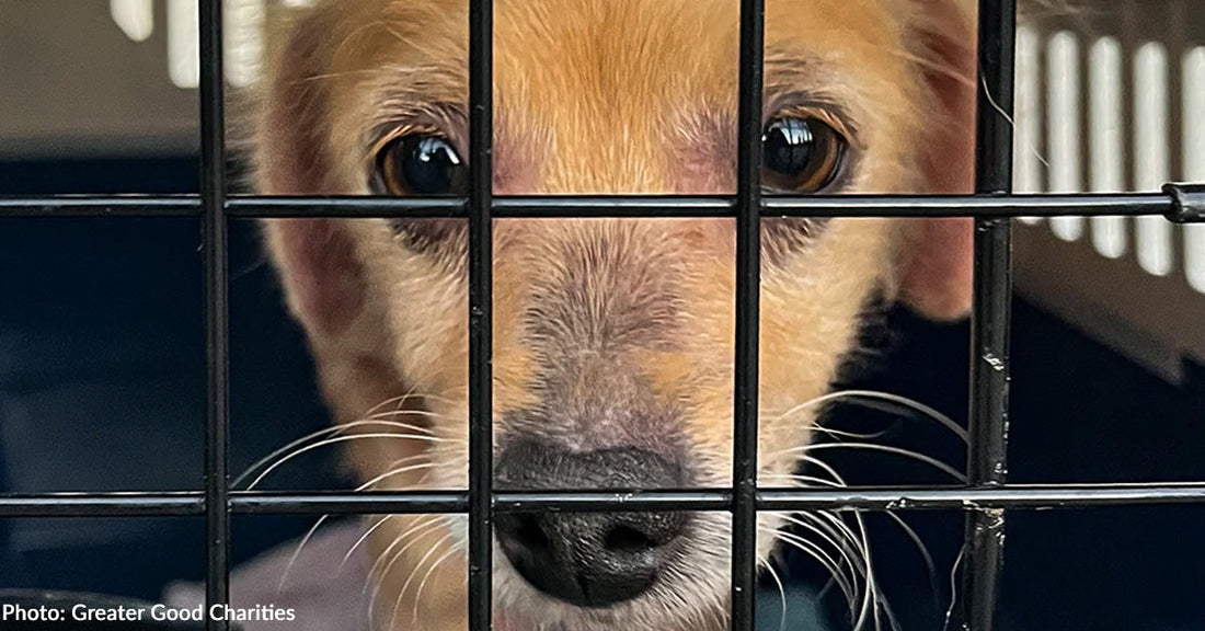 Emergency Flight to Freedom Headed to Overcrowded LA County Shelters to Save Lives