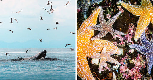 Left: Whale breaking the surface of the ocean beneath circling seabirds; Right: Sea turtle gliding underwater near the sandy bottom.