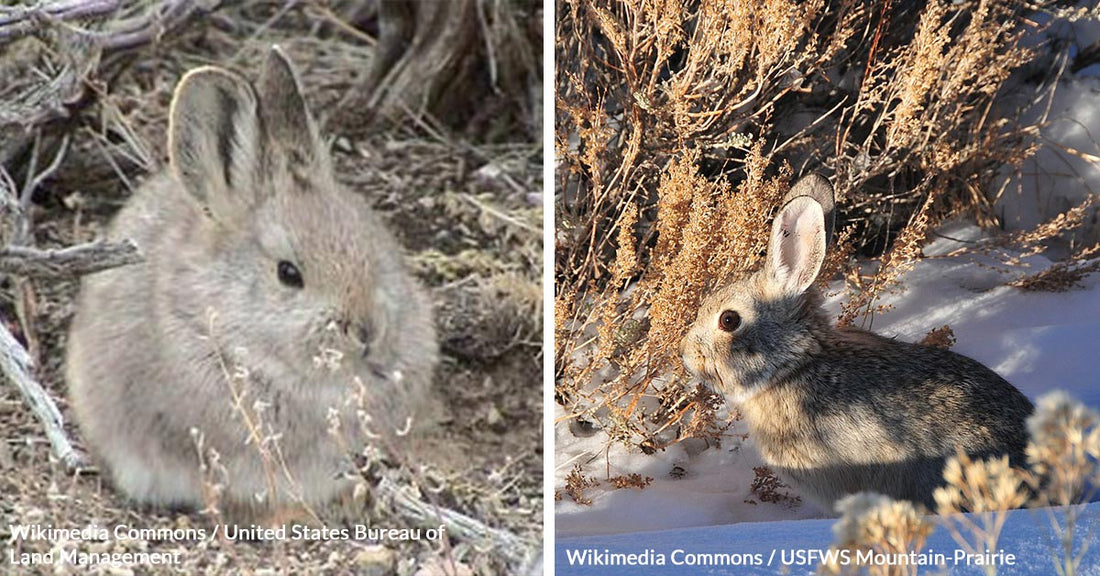 On the Brink of Oblivion, Pygmy Rabbits Fight for Survival