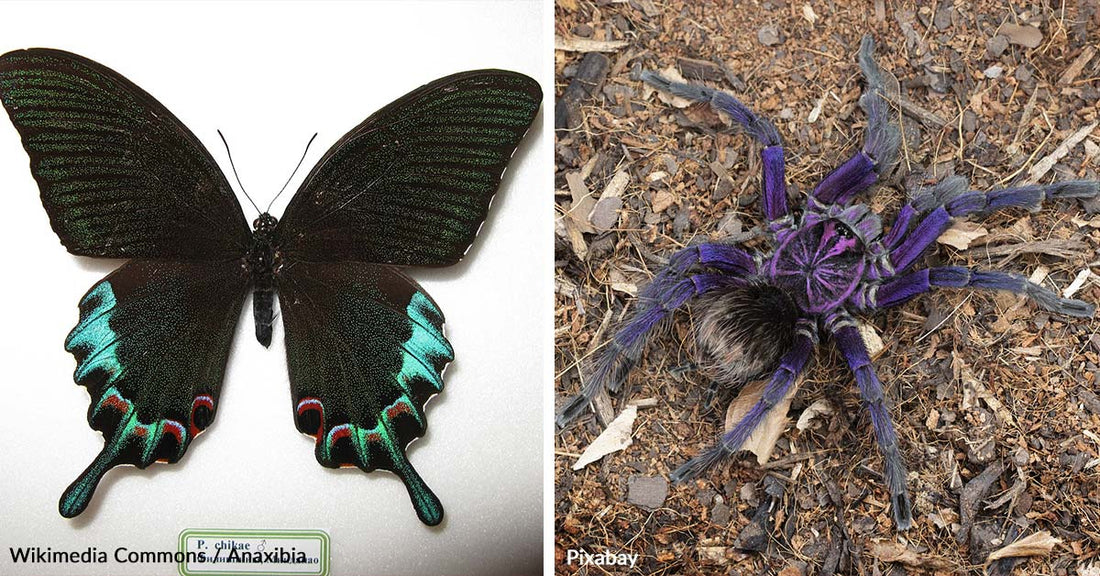 Illegal Trade of Endangered Insects Rampant on eBay and Amazon, Study Reveals