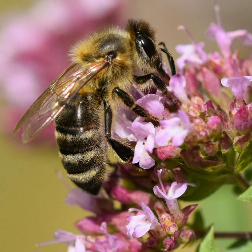 Tell the EPA to Ban the Chemical Killer That Destroys Everything in Its Path