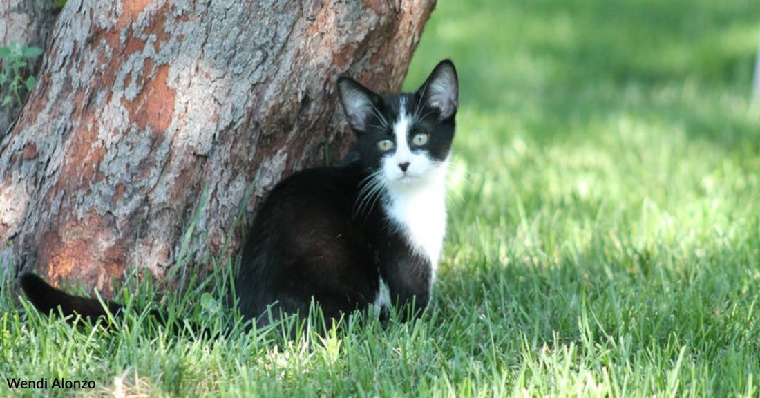 Tripod Cat with Another Wonky Leg Doesn't Let Anything Stand in His Way