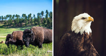 Split image of bison grazing in a meadow and a bald eagle in profile.