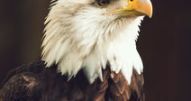 Close-up of a bald eagle with a white head and yellow beak against a dark background.