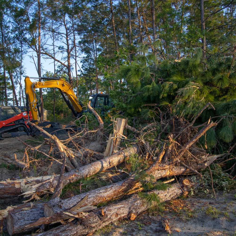 A yellow excavator and red skid steer work to clear fallen pine trees and debris in a wooded area during land clearing operations.