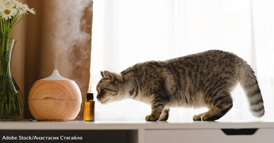 How to Use Essential Oils Safely Around Your Dog or Cat