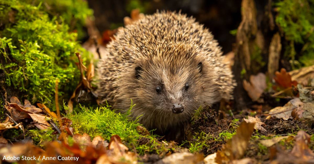 Oldest European Hedgehog Found by Citizen Scientists, Breaks Former Age Record By Seven Years