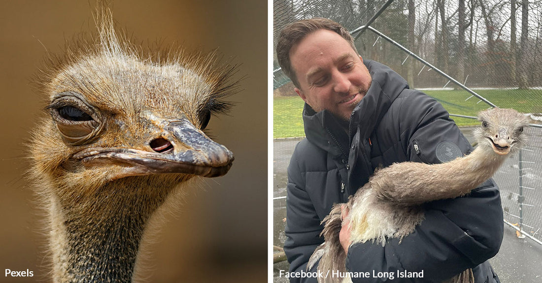 Over 100 Exotic Animals Rescued from the Brink in Basement Zoo Nightmare