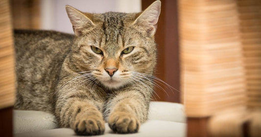 Stray Cat Follows Man Home in Saudi Arabia and Finds a Family Forever