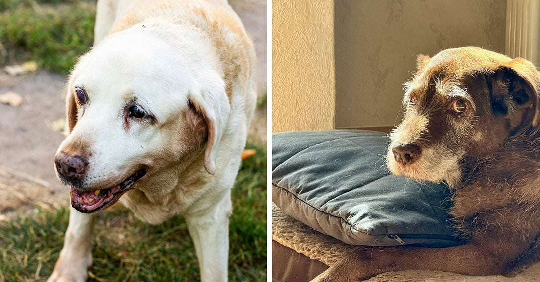 Senior yellow Labrador retriever standing on grass outdoors, looking slightly to the side with a gentle expression. Older terrier mix resting on a dog bed indoors, lit by warm sunlight beside a blue pillow.