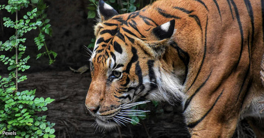 From Myth to Reality — The Unbelievable Return of the Javan Tiger