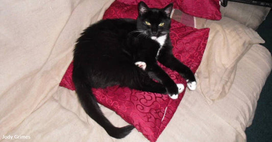 New Cat Wouldn't Leave Her Room for Months, But Finally Ventures Out