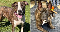 Flight to Freedom Update: Howl-O-Ween Passengers Are Thriving At New Shelter