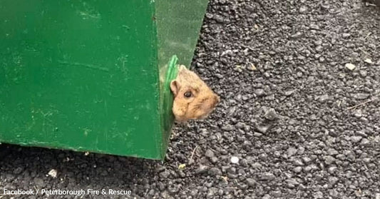A small animal's head peeks out from a green dumpster on a gravel surface.