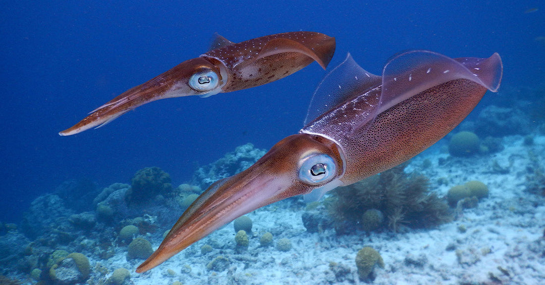 Two squids swimming side by side over a coral reef in clear blue water.