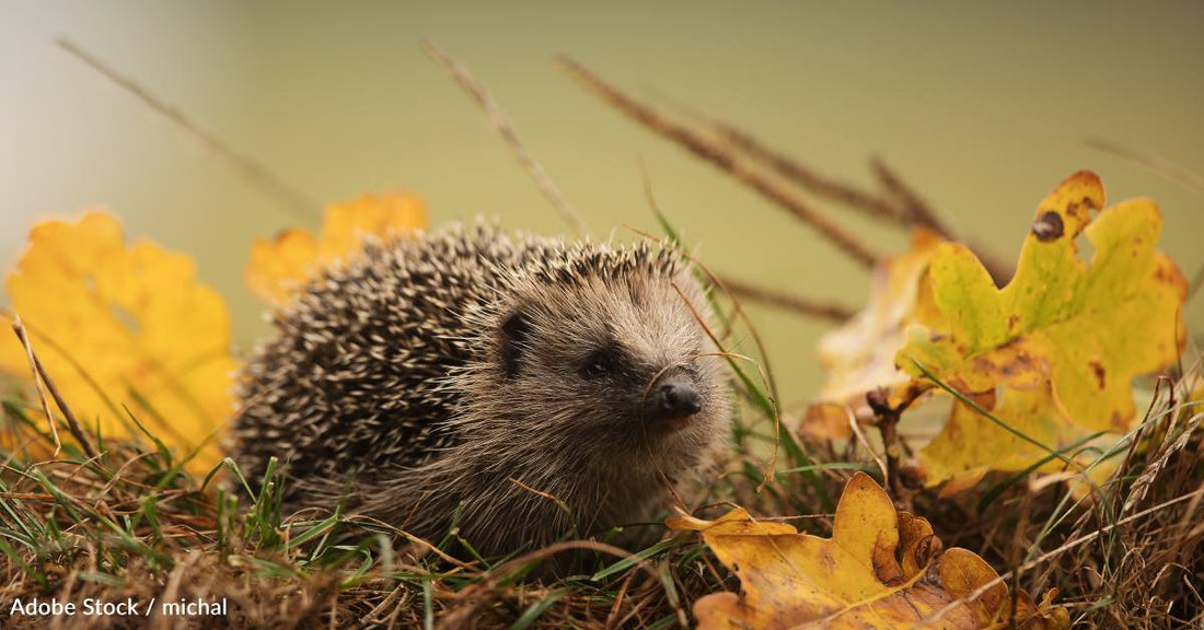 Most People Know Fallen Leaves Help Animals, But They're Still Clearing Them Out, Study Finds