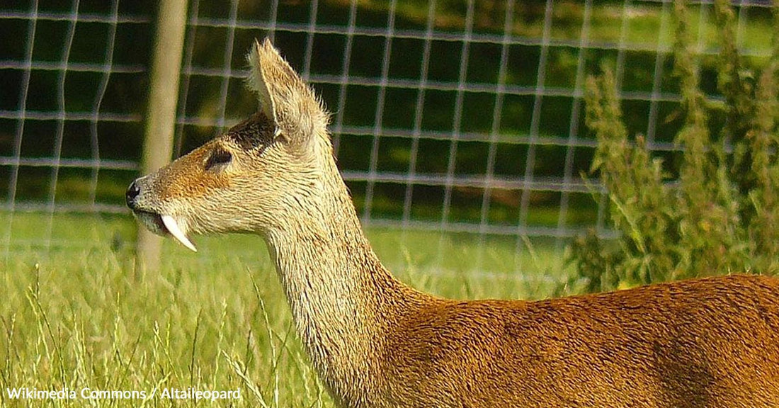 Profile of a deer with prominent tusks against a blurred green background.