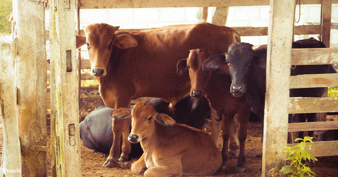 Animal Welfare Practices Transform The More We Understand Farm Animals' Minds