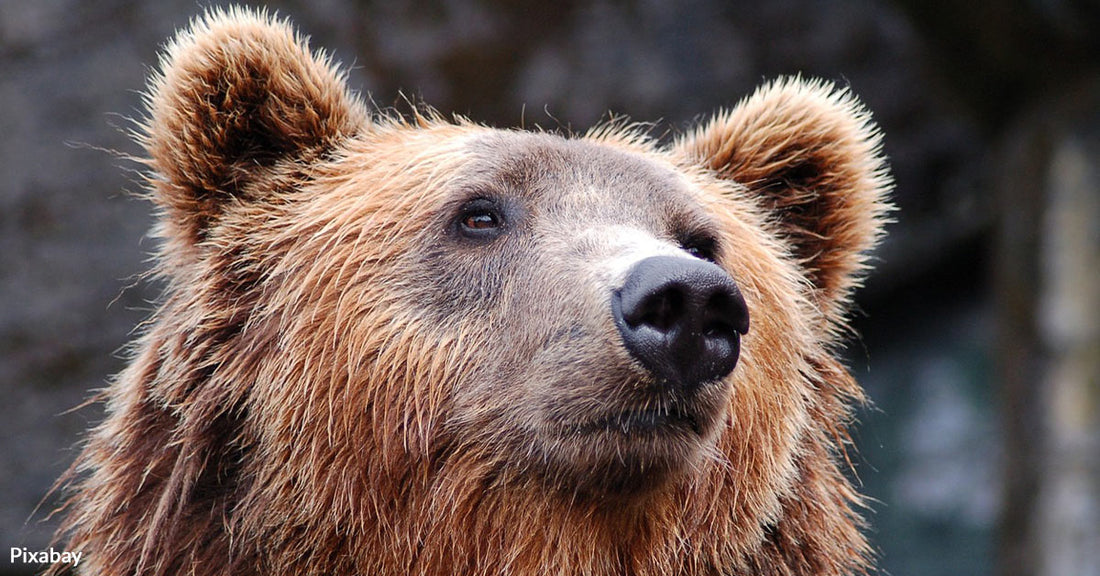 Fat Bear Week: Celebrating the Champions of Katmai National Park